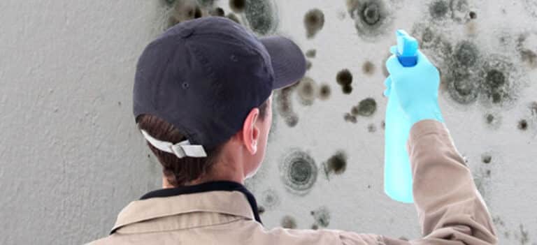 Read more about the article Dealing with Mold in Your House or Business: Expert Tips from DASO Cleaning & Restoration Inc.