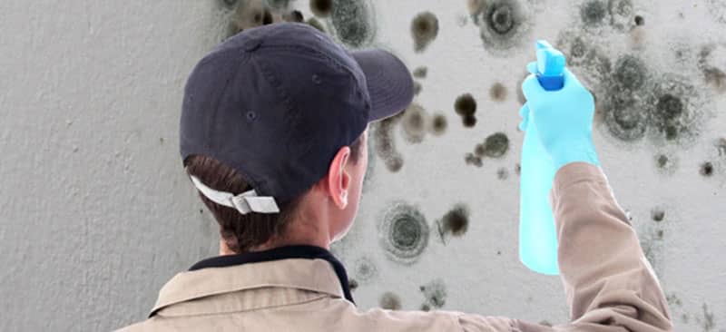 You are currently viewing Dealing with Mold in Your House or Business: Expert Tips from DASO Cleaning & Restoration Inc.